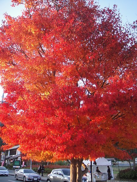 DSC01299.JPG