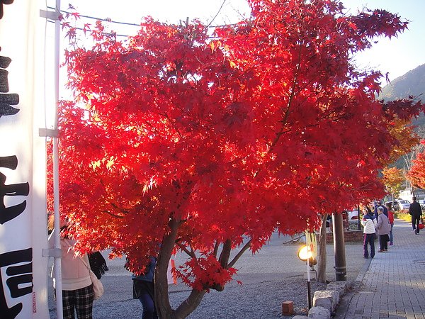 DSC01266.JPG