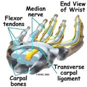 carpal_tunnel_tendons175.jpg