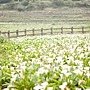 桃園1083_婚紗攝影推薦