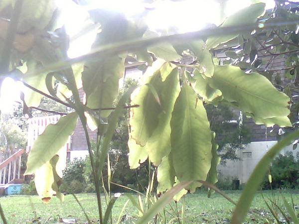 SFFS000129