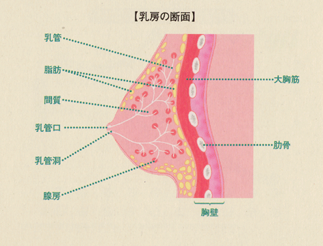 breast-anatomy-web