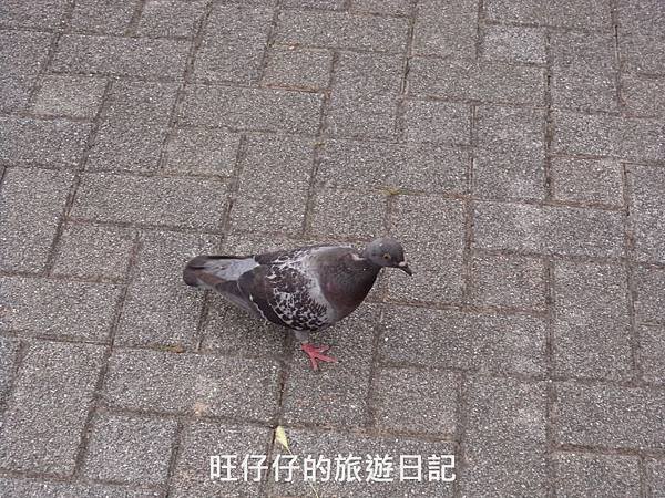 DSC00125.jpg
