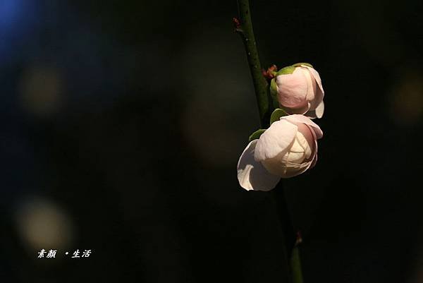 _MG_3161