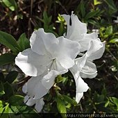 C 043