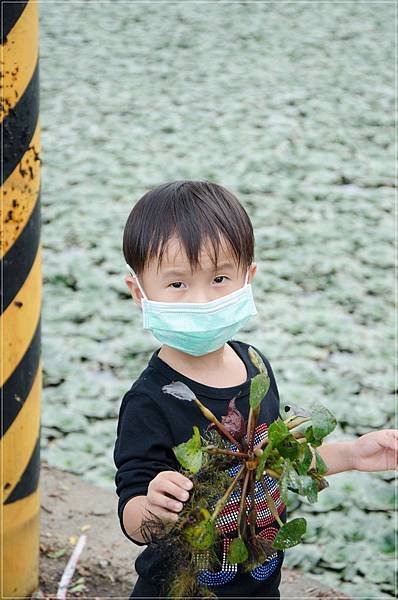 2012_1027官田菱角田 (1)