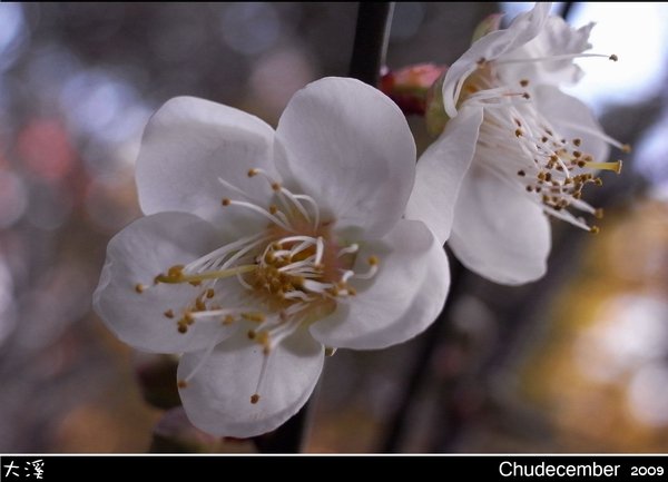 梅花...有冷有冷