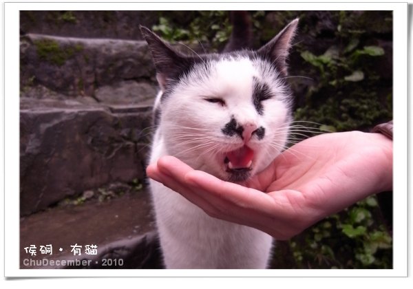 帶點飼料來餵喵兒比較有喵緣