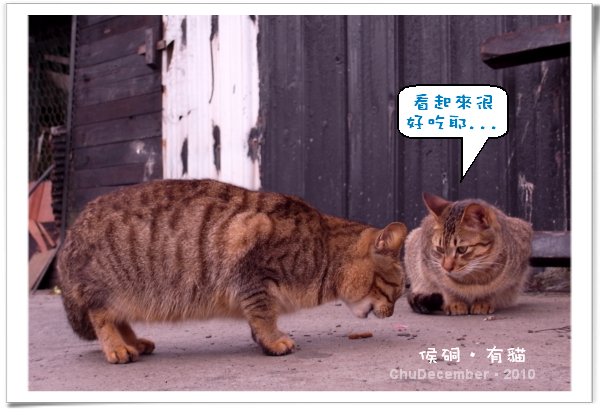 羨慕的眼神會不會太明顯了
