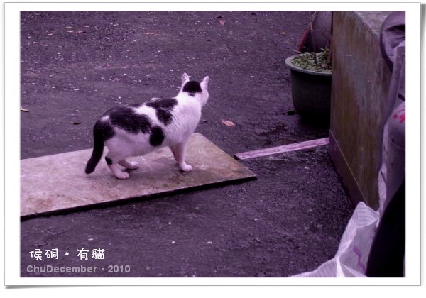 傳說中的妹妹頭嗎？