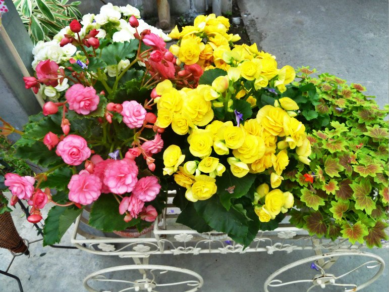 菁芳園休閒農場