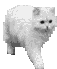 gatto55