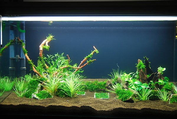 3尺魚缸 - 植入小榕莫絲鹿角鐵