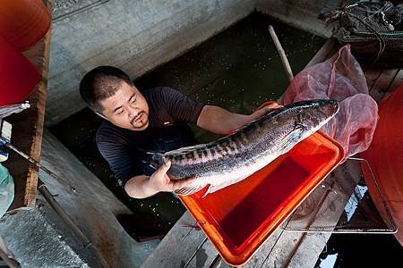 嘉義魚虎之家宅配網-魚虎介紹