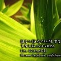 觀音竹-5