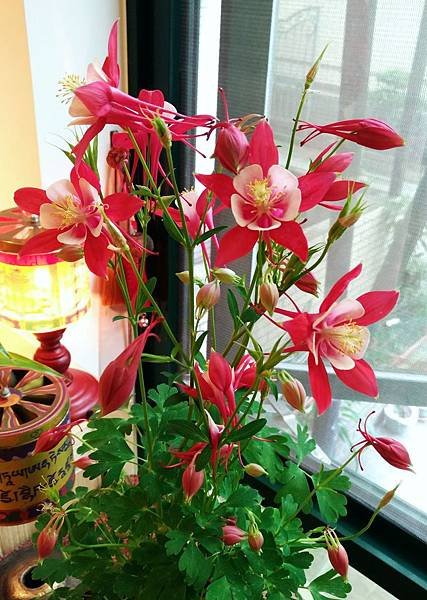 P_20200119_111103_vHDR_Auto.jpg