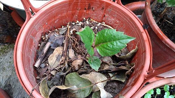 P_20200507_103824_vHDR_Auto.jpg