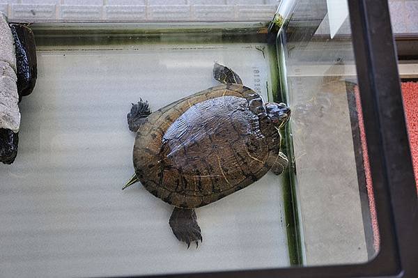 他們店裡養的巴西龜(Trachemys scripta elegans)