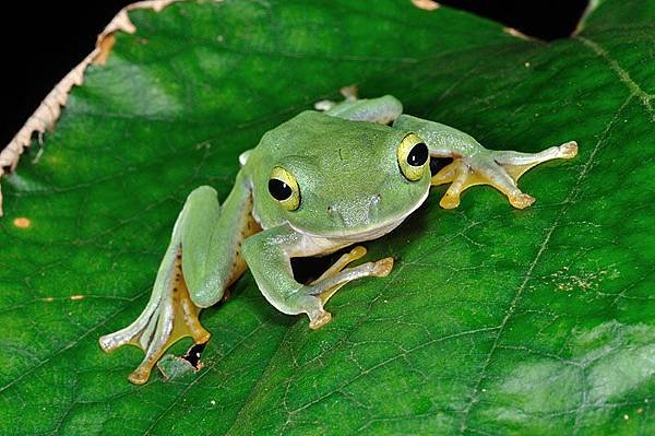 奄美樹蛙(奄美青蛙，Rhacophorus viridis amamiensis)