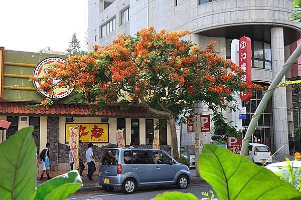 路邊盛開的鳳凰花