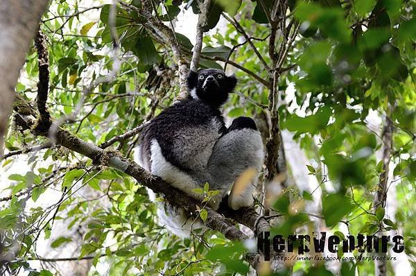 光面狐猴 (the Indri, Indri indri)