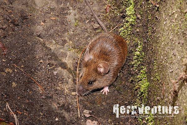 刺鼠 (Coxing&apos;s White-Bellied Rat, Niviventer coninga)