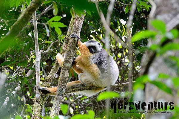 冕狐猴 (the Diademed Sifaka, Propithecus diadema)