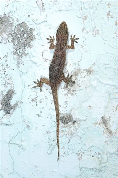 史丹吉氏蝎虎(Hemidactylus stejnegeri)