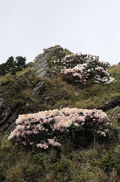 高山杜鵑