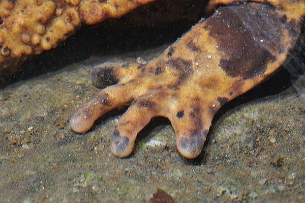 日本大山椒魚