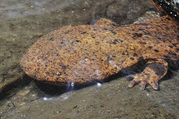 日本大山椒魚