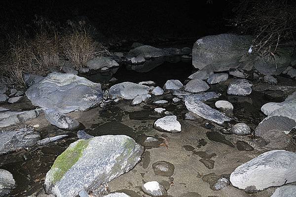 大山椒魚的棲地