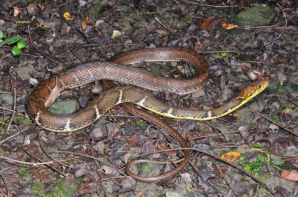 八重山腹鏈蛇(Amphiesma ishigakiense)