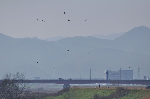 黑鳶鷹柱