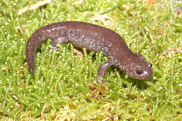 觀霧山椒魚(Hynobius fuca)