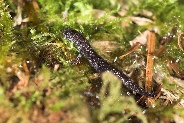 楚南氏山椒魚(Hynobius sonani)