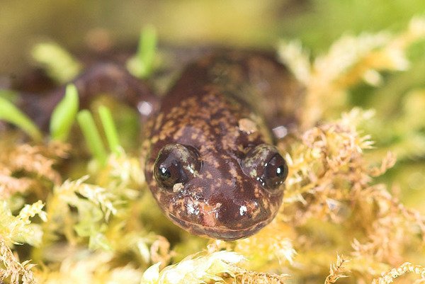 台灣山椒魚(Hynobius formosanus)