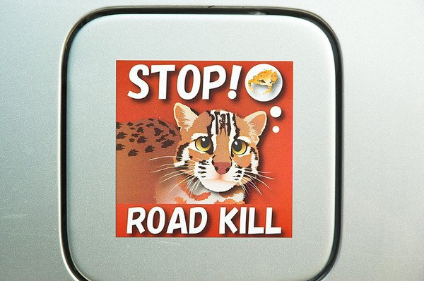 STOP! ROAD KILL