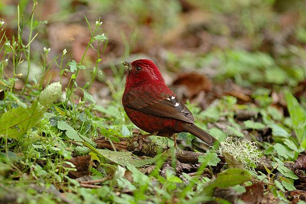 酒紅朱雀雄鳥