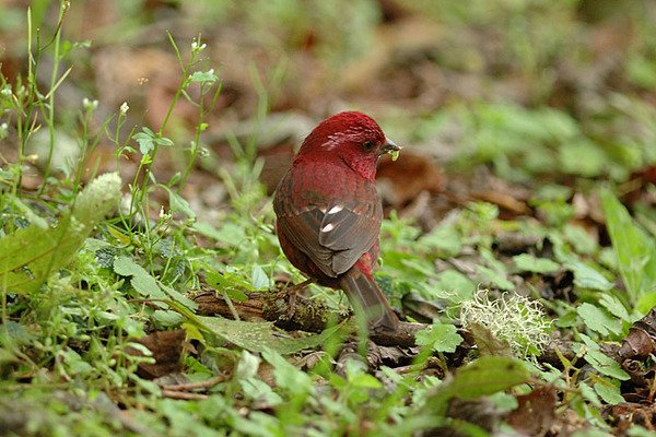 酒紅朱雀雄鳥