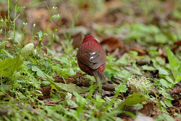 酒紅朱雀雄鳥