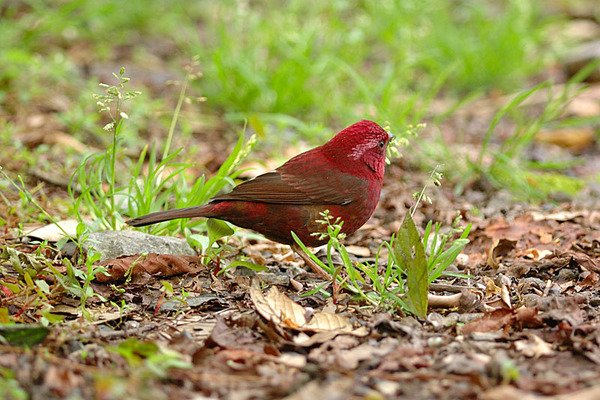 酒紅朱雀雄鳥