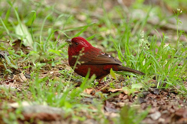 酒紅朱雀雄鳥