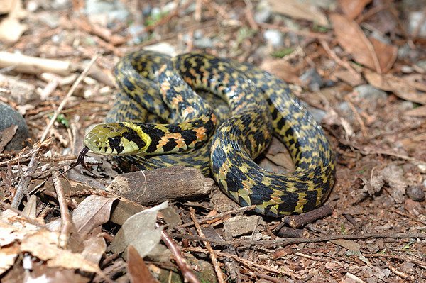 台灣赤煉蛇(Rhabdophis tigrinus formosanus)