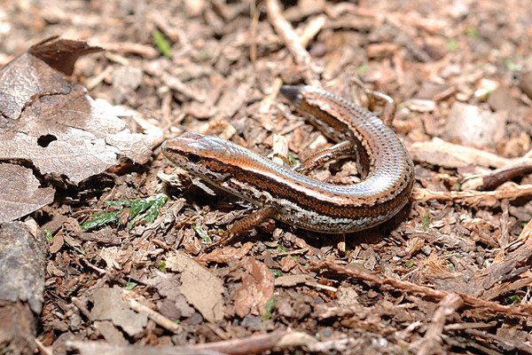 台灣蜓蜥(Sphenomorphus taiwanensis)