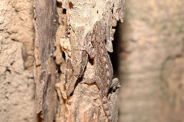 鉛山壁虎(Gekko hokouensis)