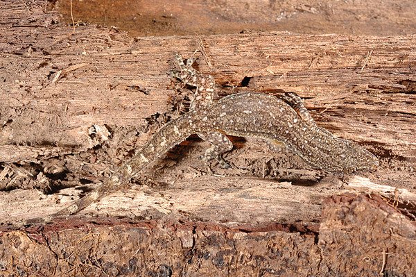 史丹吉氏蝎虎(Hemidactylus stejnegeri)