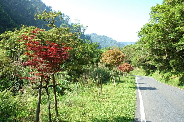 路邊的紅葉