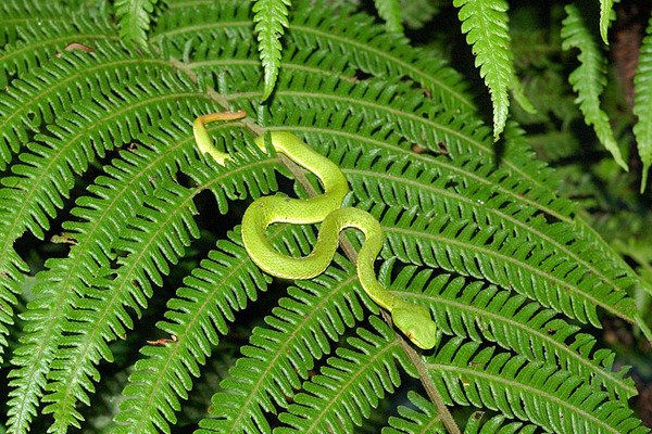 赤尾青竹絲(Trimeresurus stejnegeri stejnegeri)