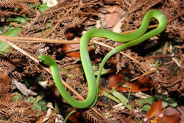 青蛇(Cyclophiops major)